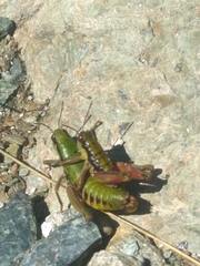 Epipodisma pedemontana