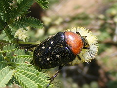 Clinteroides permutans