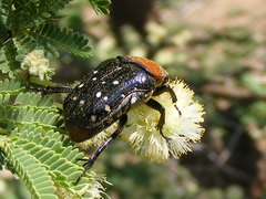 Clinteroides permutans