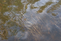 Ranunculus longirostris