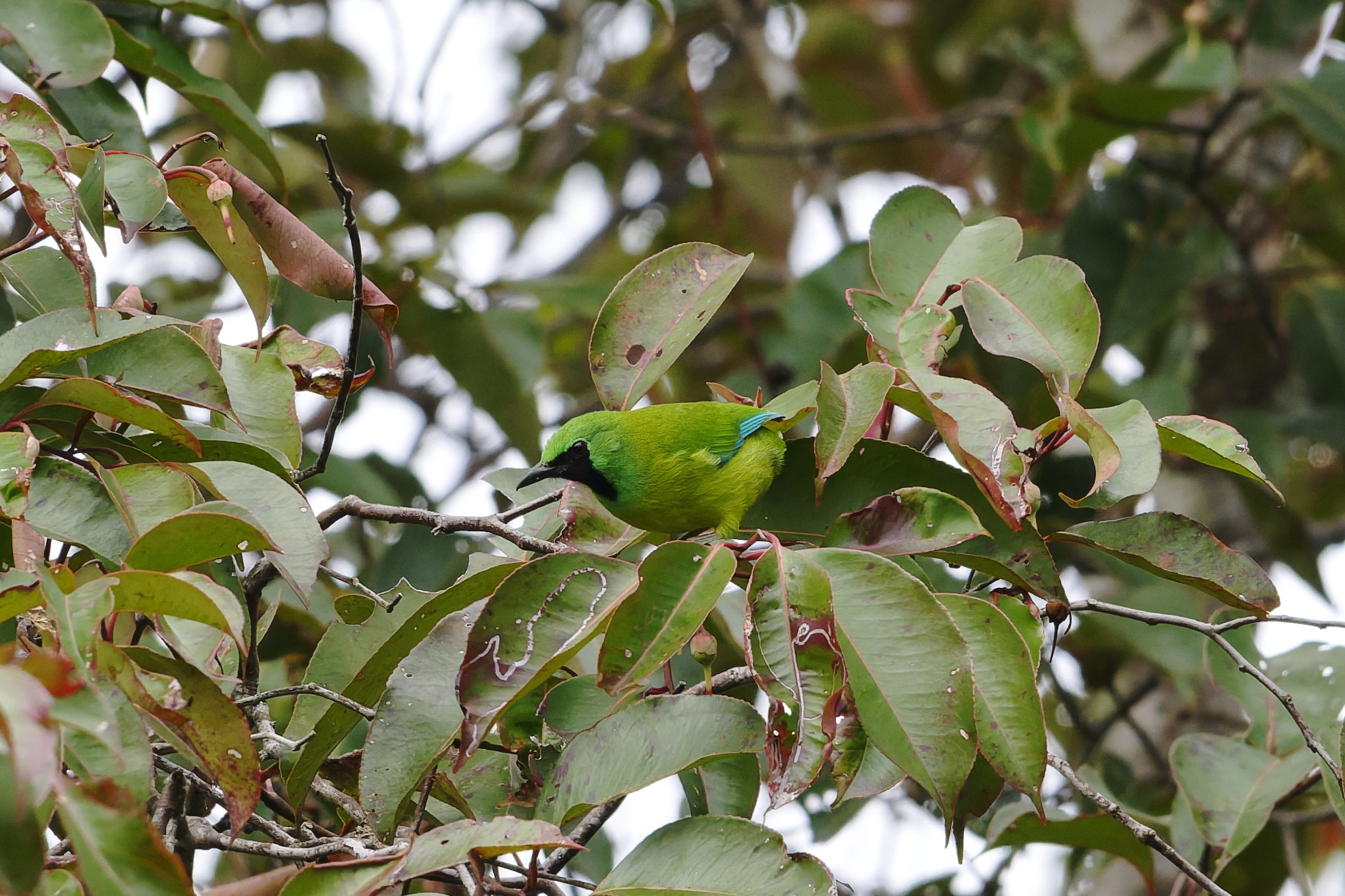 Bornean Leafbird (Chloropsis kinabaluensis), photo 5