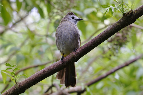 Pale-faced Bulbul (Pycnonotus leucops), photo 7