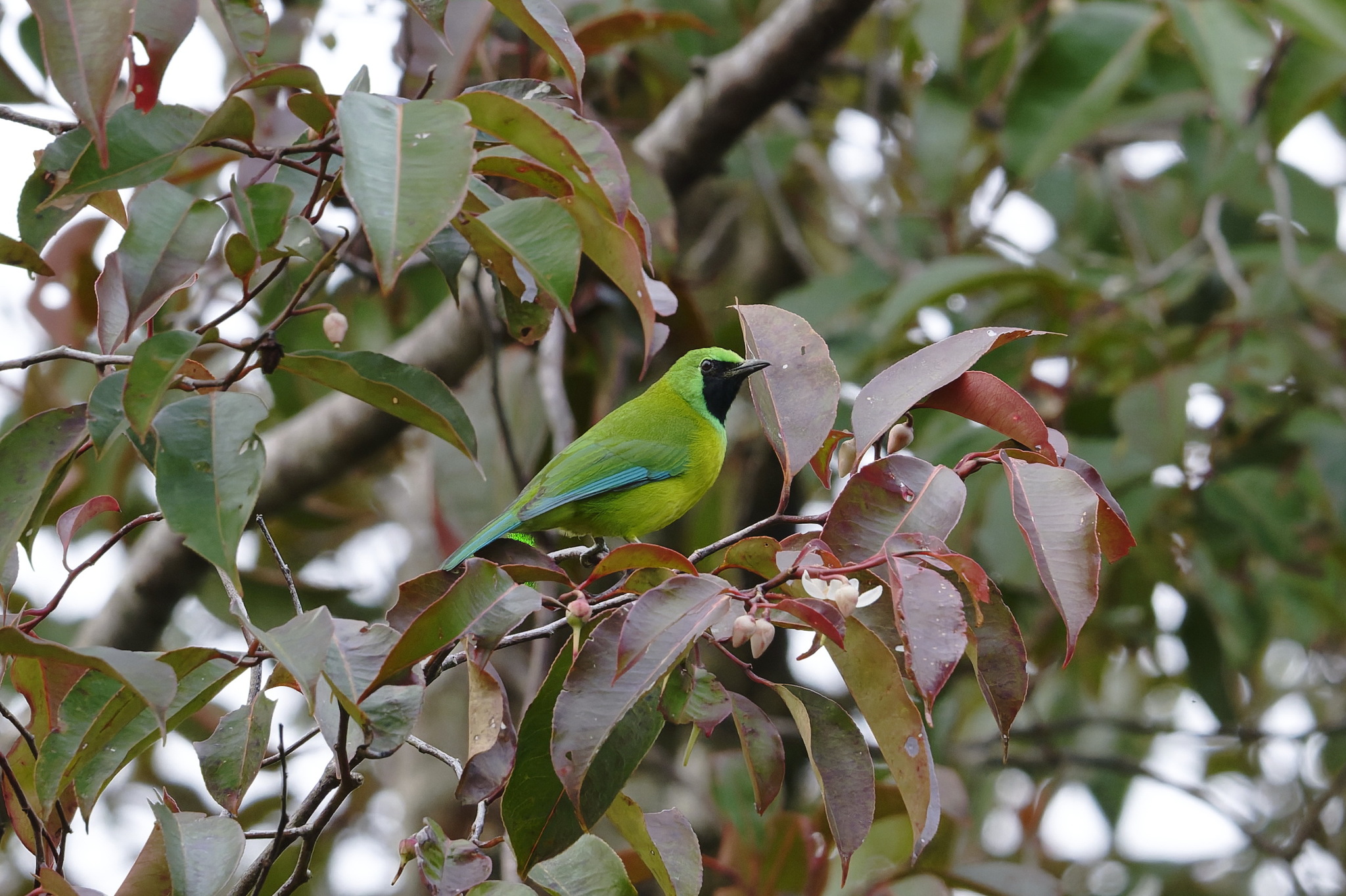 Bornean Leafbird (Chloropsis kinabaluensis), photo 4