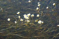 Ranunculus longirostris