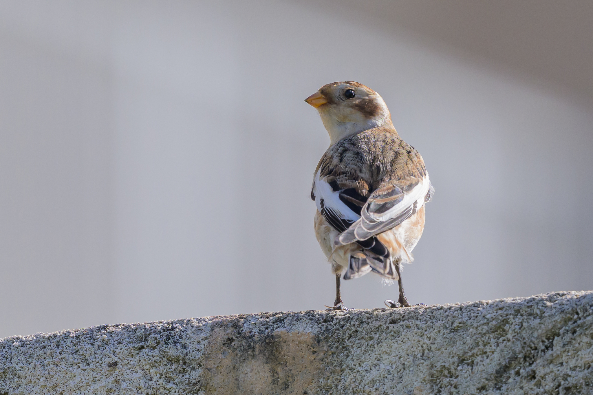 Snow Bunting