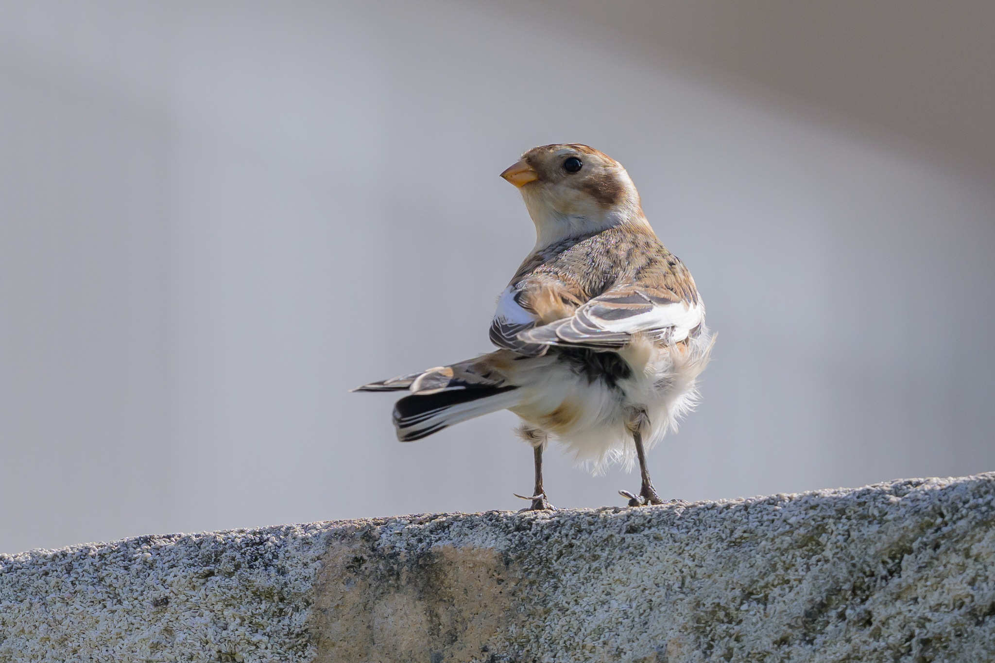 Snow Bunting