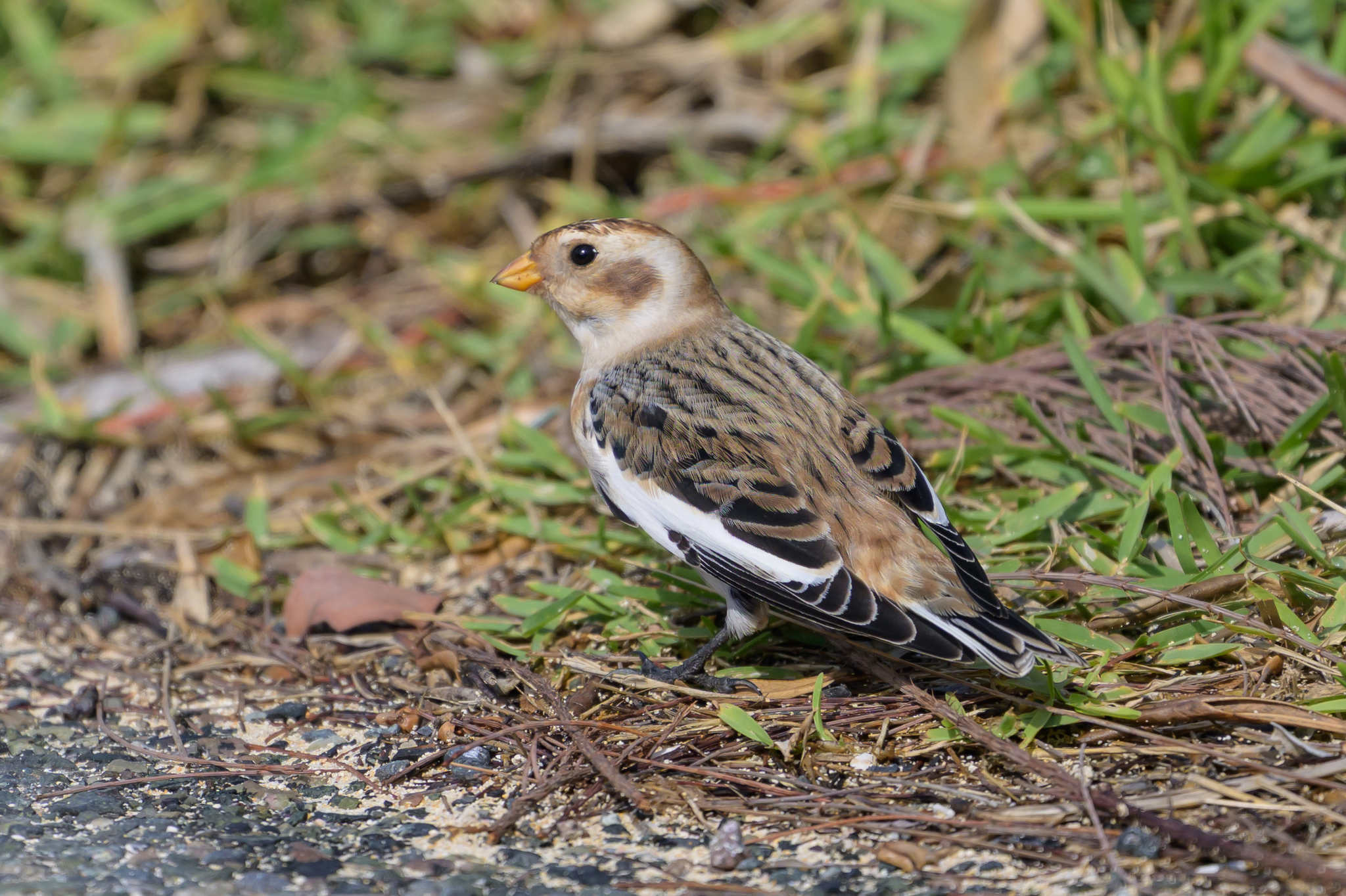 Snow Bunting