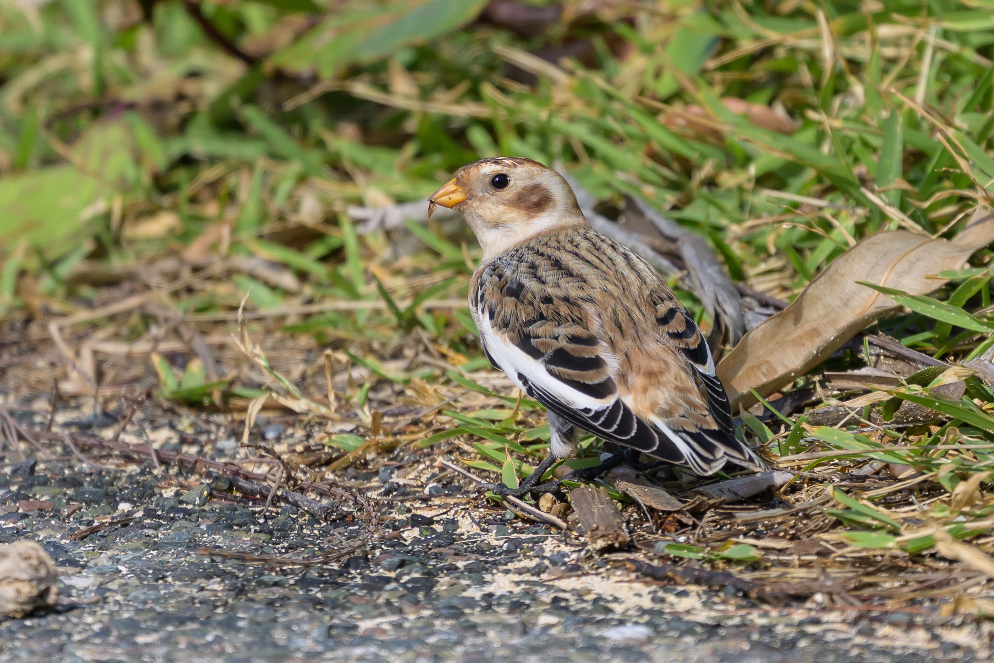 Snow Bunting