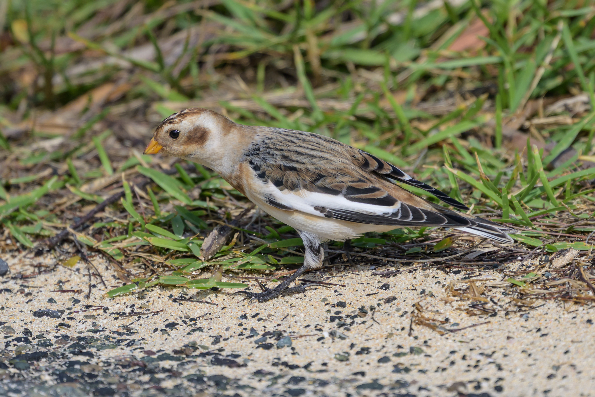 Snow Bunting