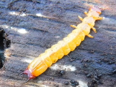 Dendroides canadensis