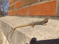 Podarcis muralis maculiventris