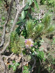 Lychnophora ericoides