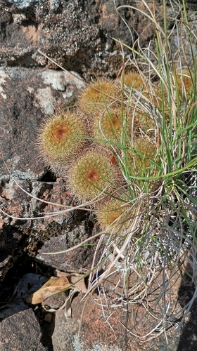 Frailea pumila