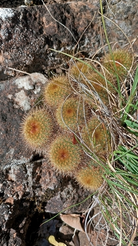 Frailea pumila