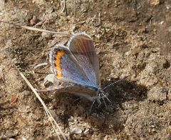Icaricia lupini texanus