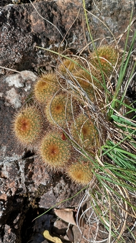 Frailea pumila