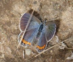 Icaricia lupini texanus