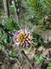 Lychnophora ericoides