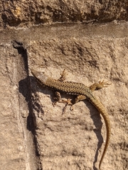 Podarcis muralis maculiventris