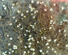 Ranunculus confervoides