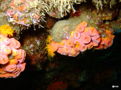 Tubastraea