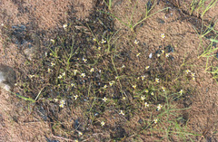Ranunculus confervoides