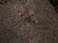 Globitermes sulphureus