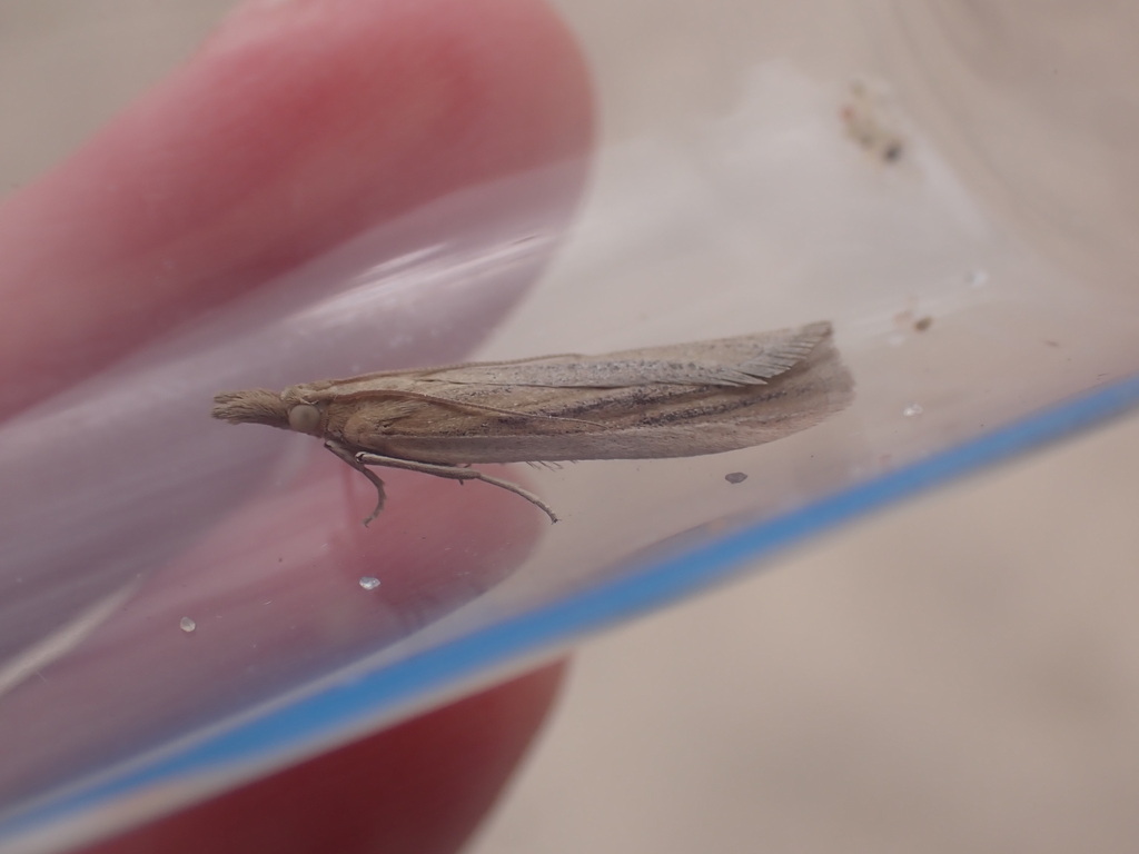 Sandhill Knot-horn