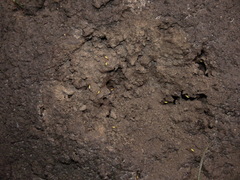 Globitermes sulphureus