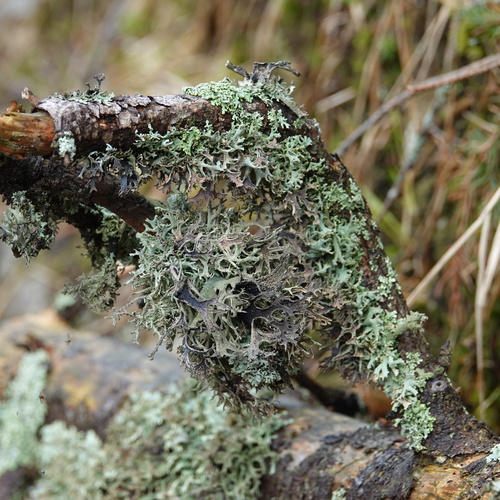pakonárnik otrubový (Pseudevernia furfuracea)