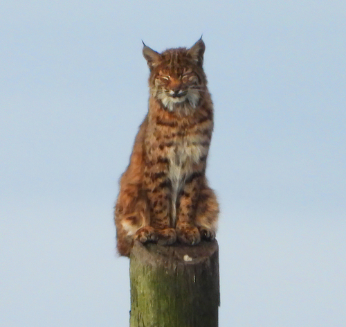Bobcat photographed in Oregon