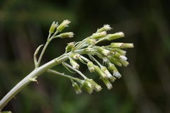 Petasites albus