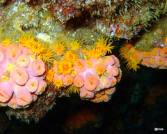 Tubastraea