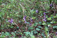Soldanella