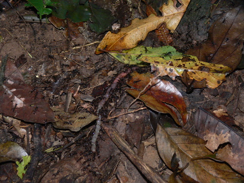 光亮细颚猛蚁Leptogenys lucidula