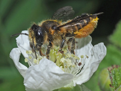 Megachile