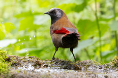 Red-Winged Laughingthrush photo 3