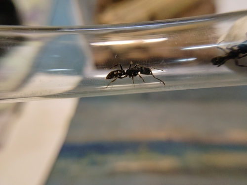 Ectomomyrmex javanus