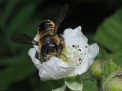 Megachile