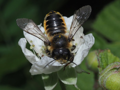 Megachile