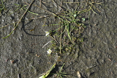 Ranunculus confervoides