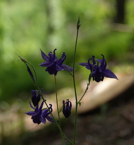 orlíček obyčajný (Aquilegia vulgaris)