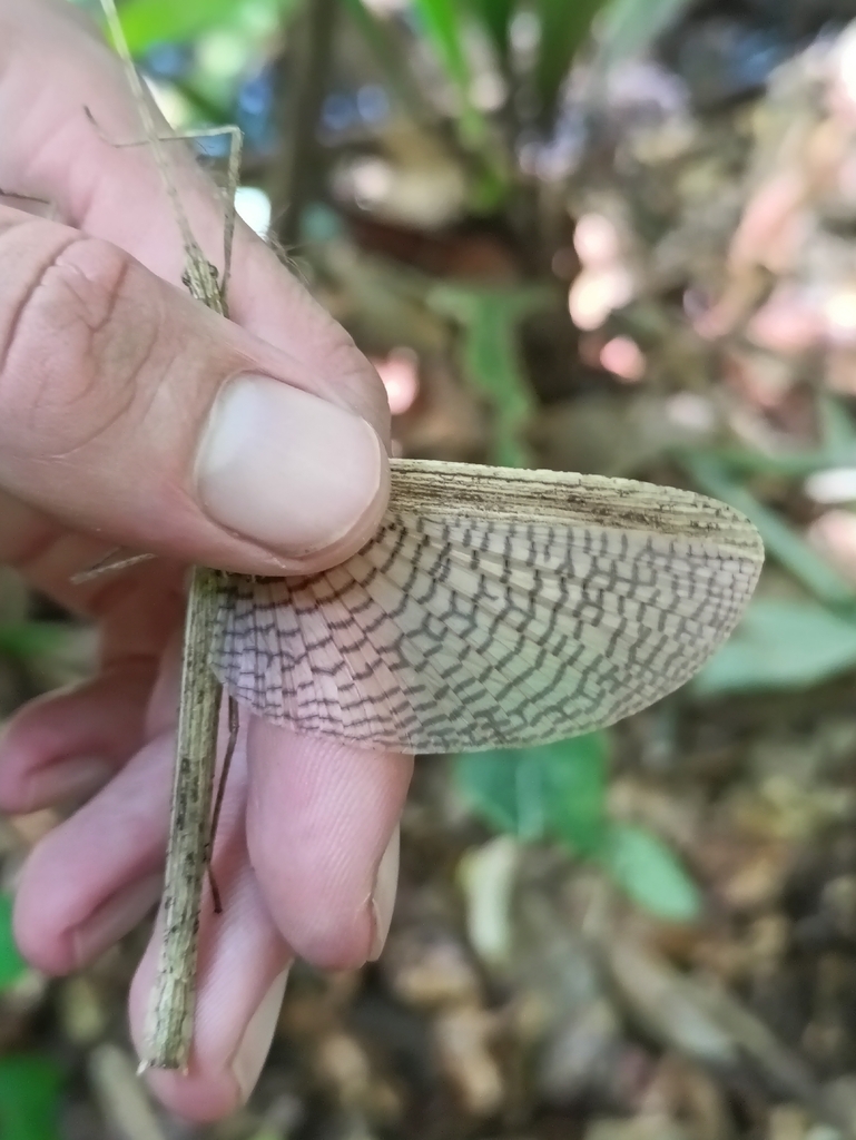 Surinam Spiny Stick-insect