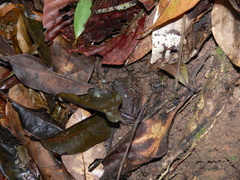 Microhyla berdmorei