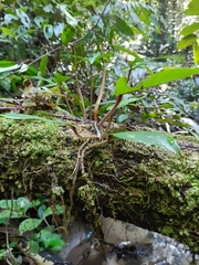 Philodendron squamiferum, photograph (c) Guillaume Delaitre, some rights reserved (CC BY)