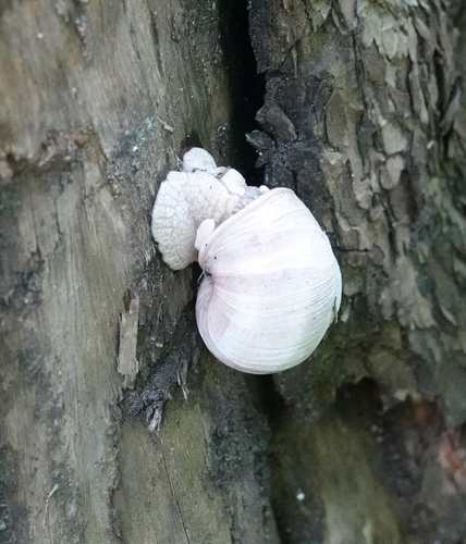 Vinogradnjak (Helix pomatia)