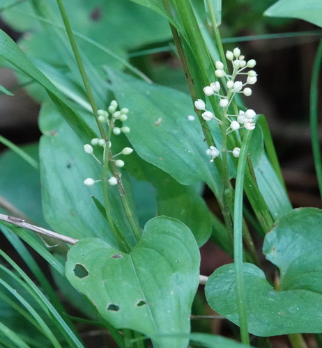 tônovka dvojlistá (Maianthemum bifolium)