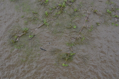 Ranunculus confervoides