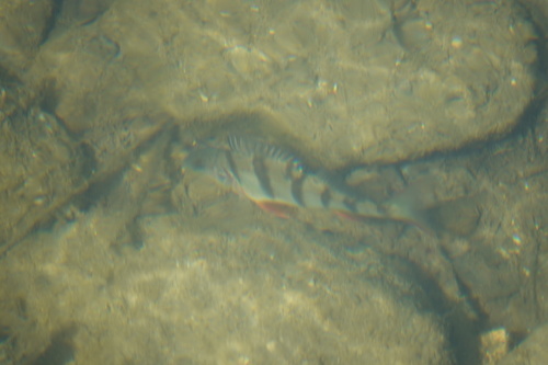 Grgeč (Perca fluviatilis)