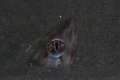 Ariosoma